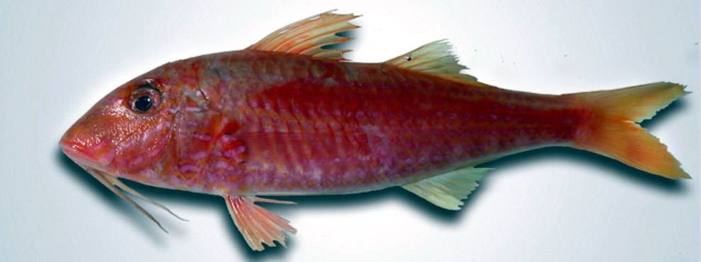 Pseudupeneus prayensis_02